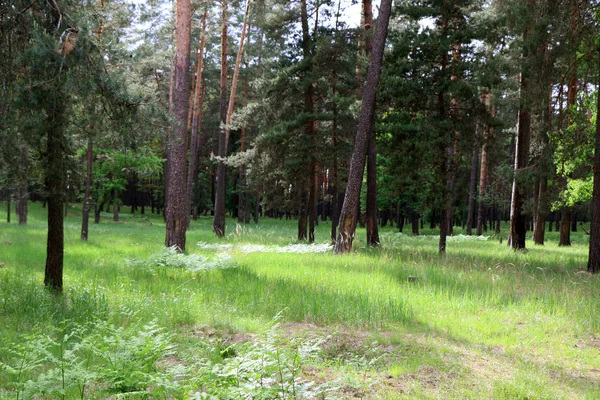 Güzel çam ormanı — Stok fotoğraf