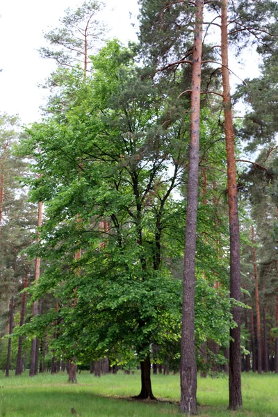 Linda floresta de pinheiros — Fotografia de Stock