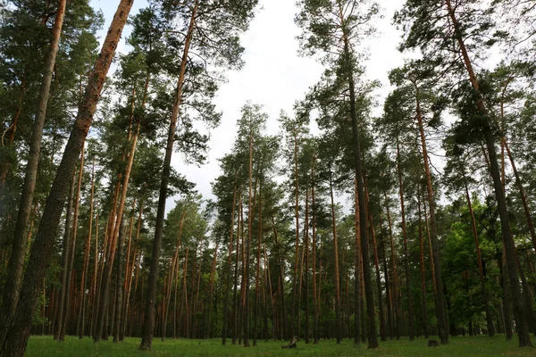 Beautiful pine forest — Stock Photo, Image