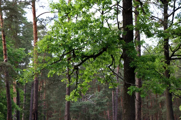 Beautiful pine forest — Stock Photo, Image