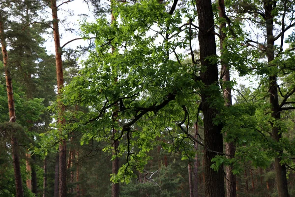 Hermoso bosque de pino — Foto de Stock