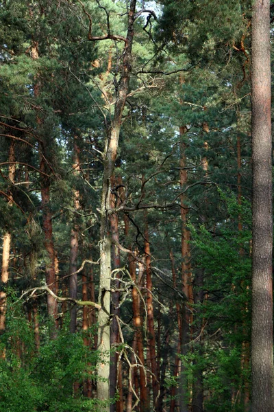 Hermoso bosque de pino — Foto de Stock