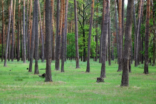 Güzel çam ormanı — Stok fotoğraf