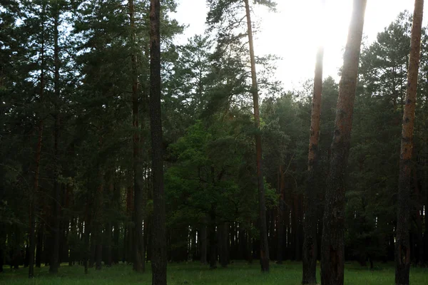 Linda floresta de pinheiros — Fotografia de Stock