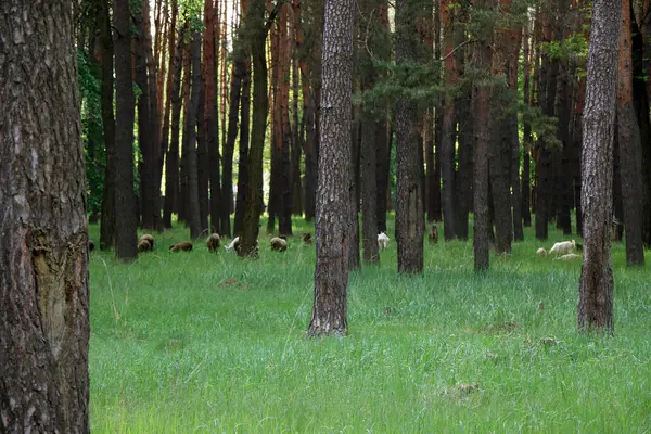 Krásný borový les — Stock fotografie