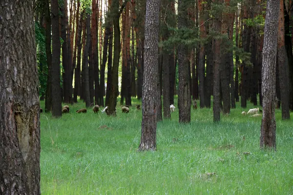 Vacker tallskog — Stockfoto