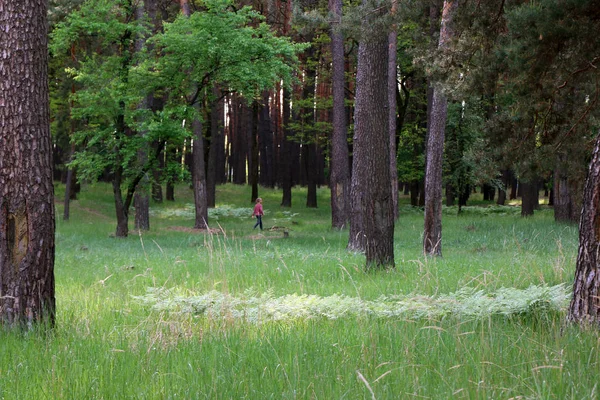 美丽的松树林 — 图库照片