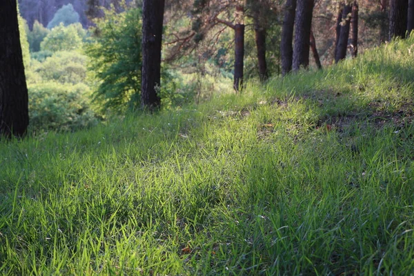 Güzel çam ormanı — Stok fotoğraf