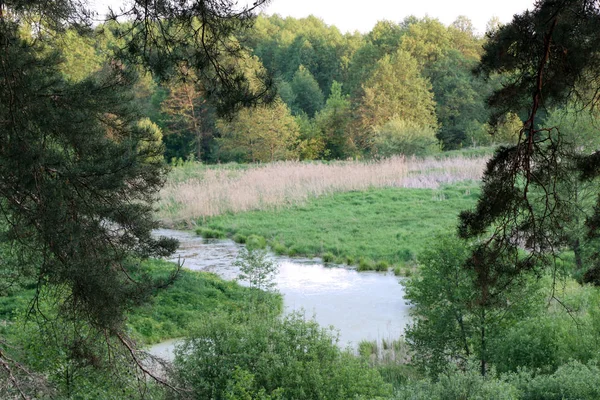 Krásný borový les — Stock fotografie