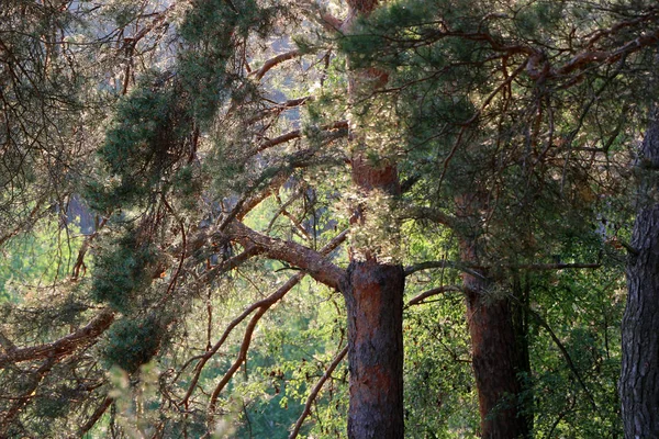 Güzel çam ormanı — Stok fotoğraf
