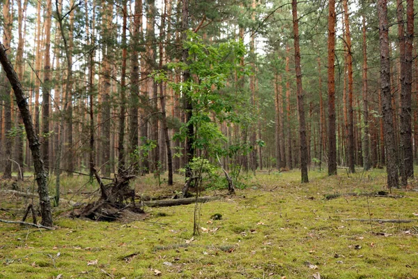 Гарним сосновим лісом — стокове фото