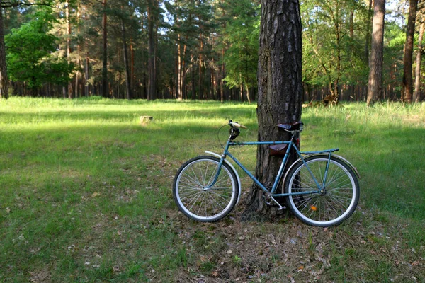 Вінтажний велосипед на фоні зелених хвойних лісів — стокове фото