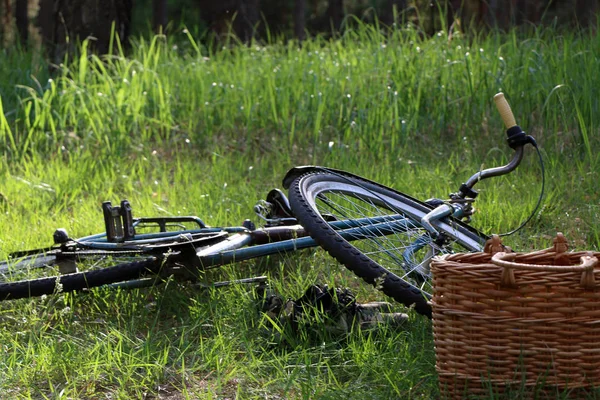 Ρετρό ποδήλατο σε φόντο πράσινο coniferousforest — Φωτογραφία Αρχείου