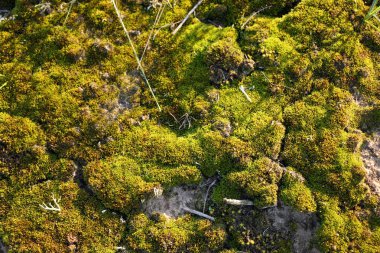 Güzel moss ve liken taş kaplı.