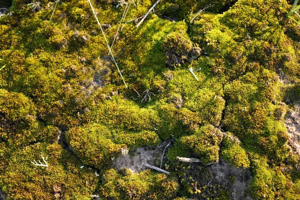 Güzel moss ve liken taş kaplı.