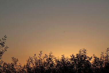 söğüt dalı siluet turuncu bir günbatımı arka planı bırakır