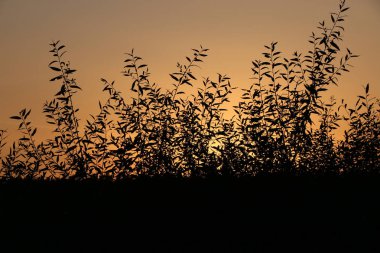 söğüt dalı siluet turuncu bir günbatımı arka planı bırakır