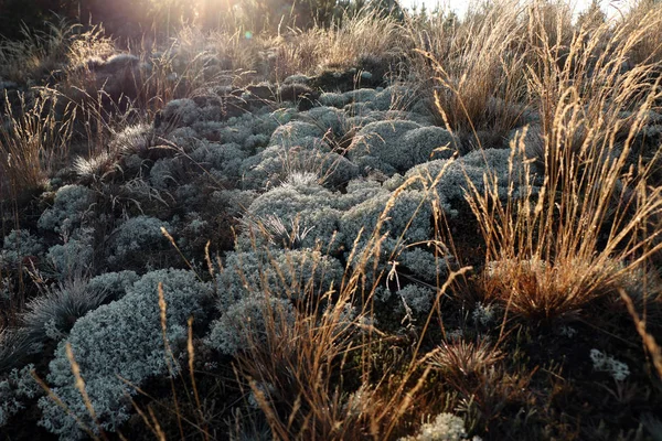 Lichen vert gris et mousse d'herbe sèche sur le sol, éclairée par l'aube du soleil — Photo