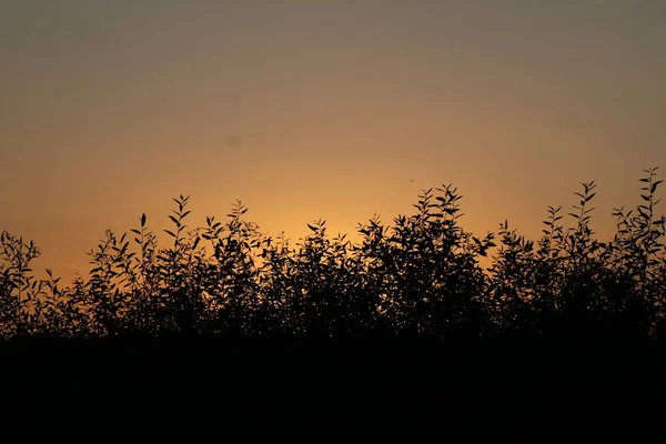 söğüt dalı siluet turuncu bir günbatımı arka planı bırakır