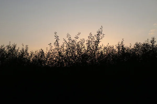 söğüt dalı siluet turuncu bir günbatımı arka planı bırakır