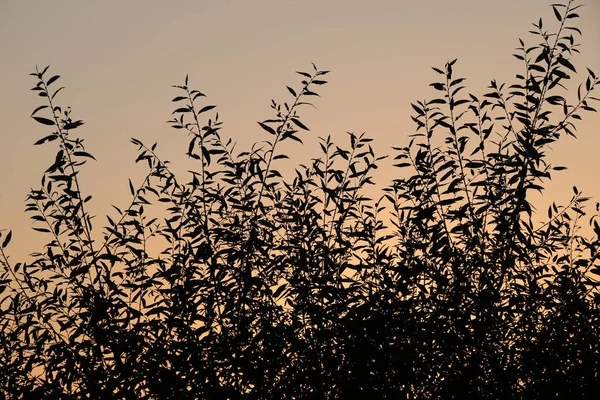 Silhouette of a branch of willow leaves against the background of an orange sunset — Stock Photo, Image