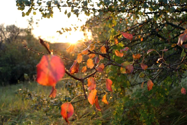 Rote Herbstblätter Birnbaum — Stockfoto