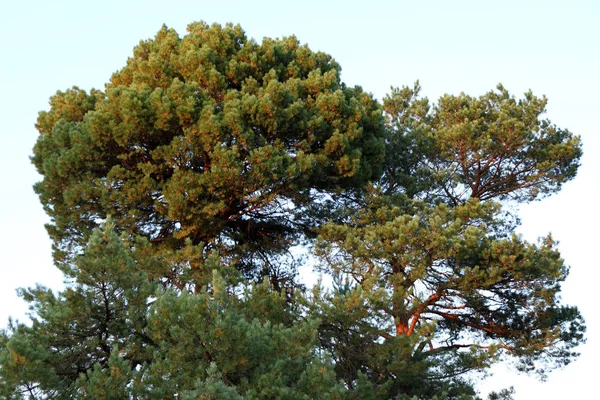 美丽的松树林 — 图库照片
