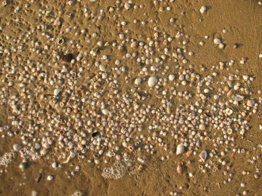 kum ve deniz kabuklarını sahilde doku