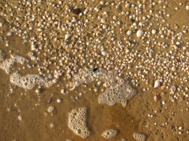 kum ve deniz kabuklarını sahilde doku