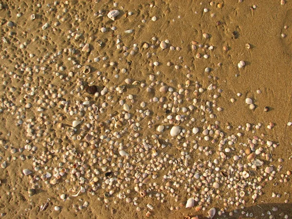 kum ve deniz kabuklarını sahilde doku