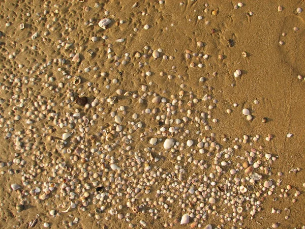 Textura de areia e conchas na praia — Fotografia de Stock