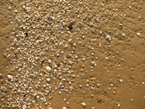 Texture of sand and seashells on the beach — Stock Photo, Image