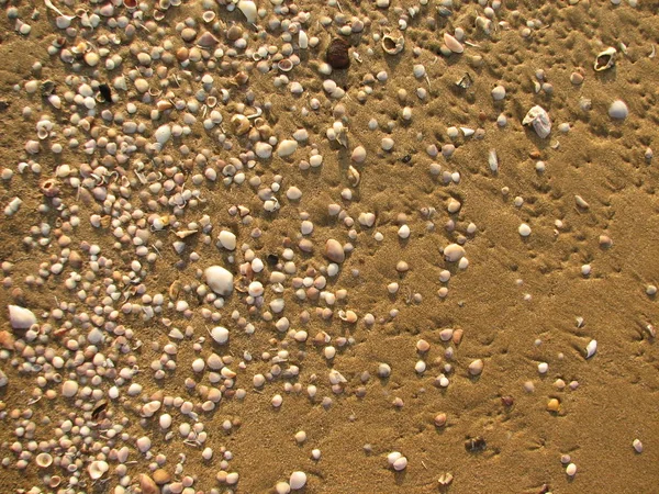 Textura de arena y conchas marinas en la playa —  Fotos de Stock