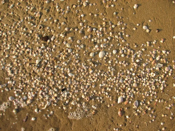 kum ve deniz kabuklarını sahilde doku