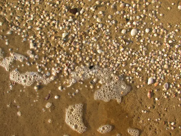 Texture de sable et coquillages sur la plage — Photo