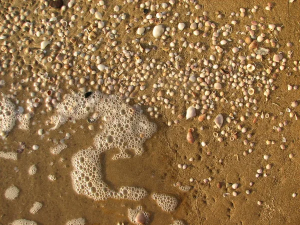 kum ve deniz kabuklarını sahilde doku