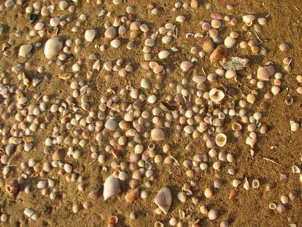 Texture of sand and seashells on the beach — Stock Photo, Image