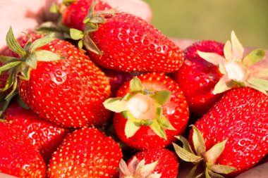 Bir sürü çilek var, çileğe odaklan..