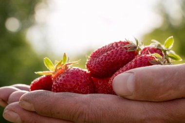 Bir sürü çilek var, çileğe odaklan..