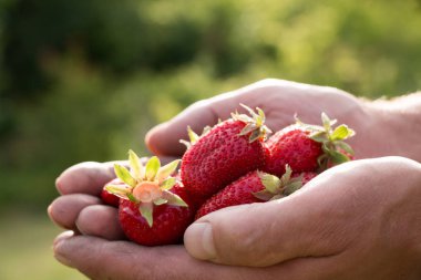 Bir sürü çilek var, çileğe odaklan..
