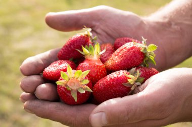 Bir sürü çilek var, çileğe odaklan..
