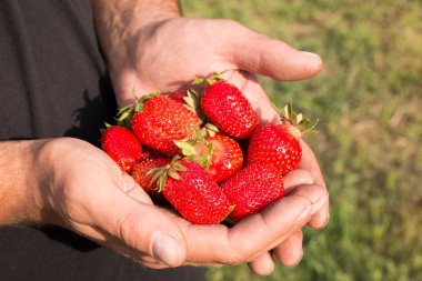 Bir sürü çilek var, çileğe odaklan..