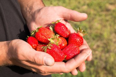 Bir sürü çilek var, çileğe odaklan..