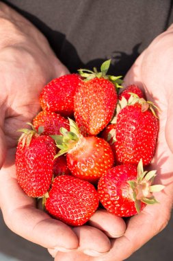 Bir sürü çilek var, çileğe odaklan..