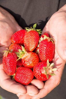 Bir sürü çilek var, çileğe odaklan..