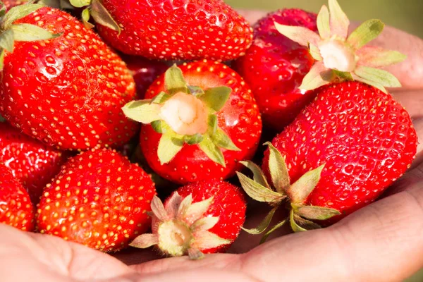 Många jordgubbar till hands, fokus på jordgubbar. — Stockfoto