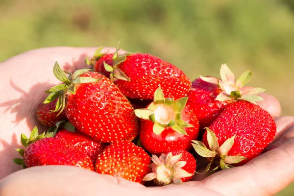 Beaucoup de fraises à portée de main, se concentrer sur les fraises. — Photo