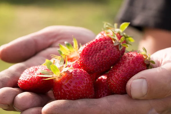 Bir sürü çilek var, çileğe odaklan..
