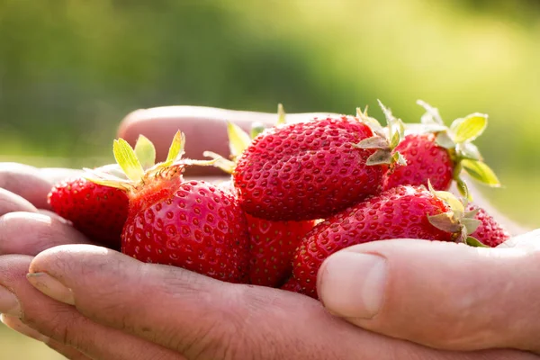 Beaucoup de fraises à portée de main, se concentrer sur les fraises. — Photo