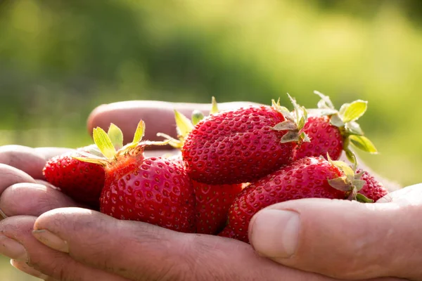 Beaucoup de fraises à portée de main, se concentrer sur les fraises. — Photo